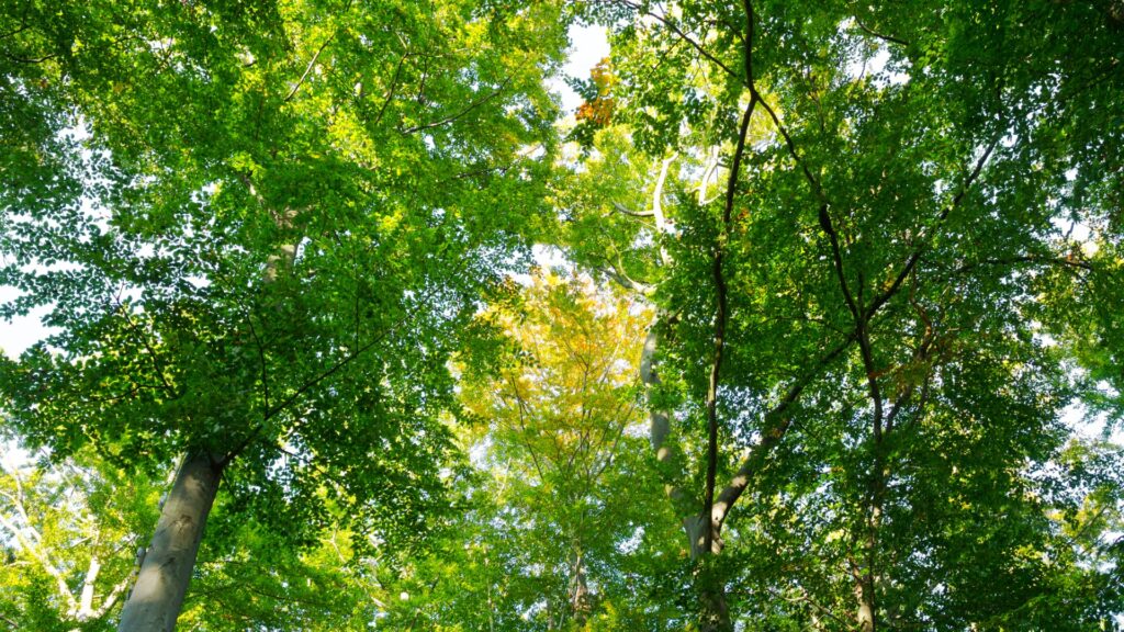 mixed deciduous tree woods in essen kettwig nrw picture id1256684565