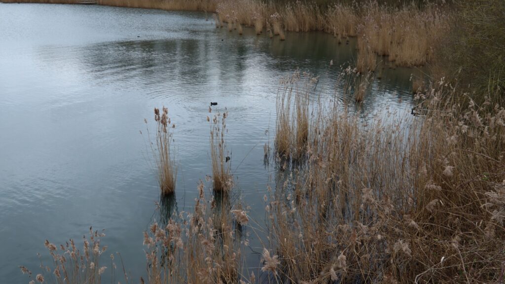 reeds on a lake in winter picture id1369196913