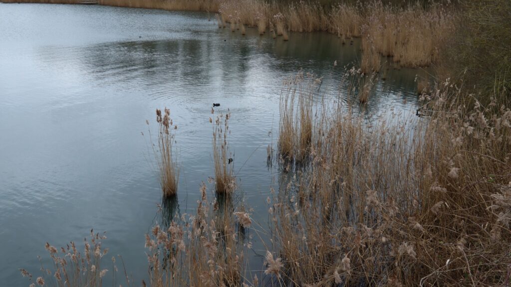 Photo - Destinations reeds on a lake in winter picture id1369196913 reeds on a lake in winter picture id1369196913